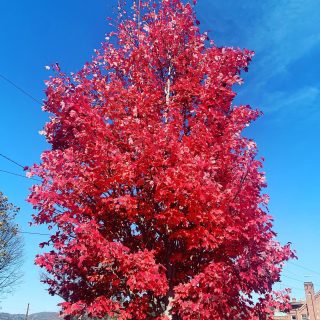 The very last pretty tree this fall. Asheville.